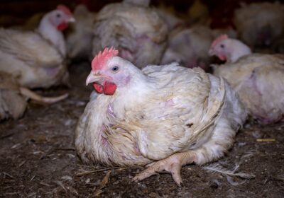 what-are-broiler-chickens-the-humane-league